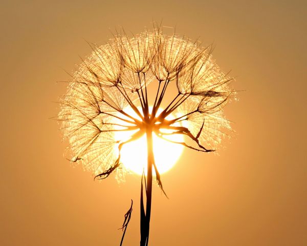 Dandelion