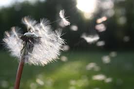 hayfever